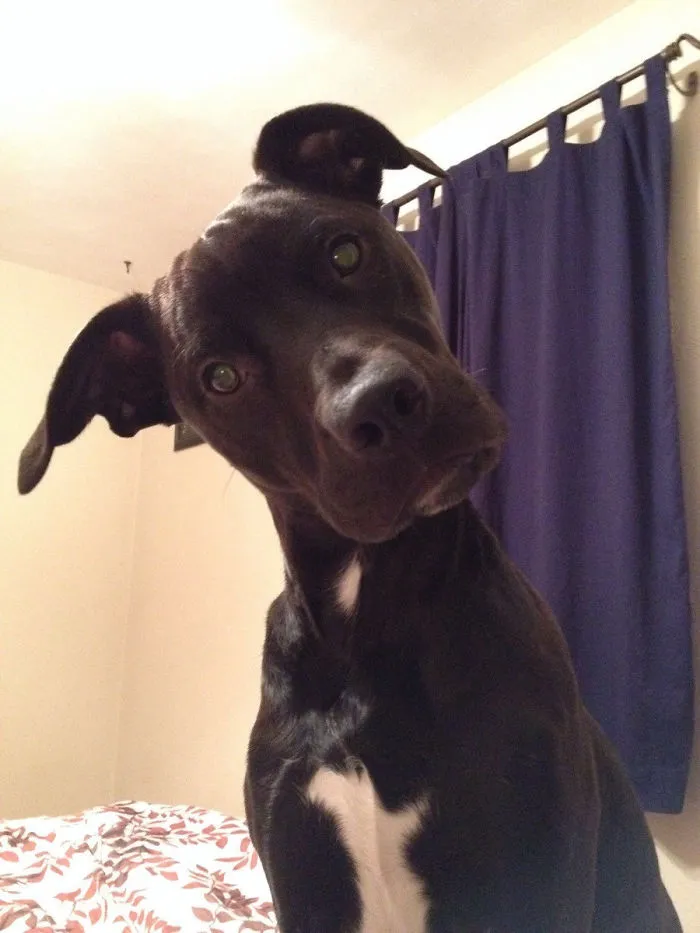 Today Is My Cake Day And I Woke Up To A Confused Dog This Morning When He Realized He Hadn't Been Sleeping Next To His Owner All Night (I'm An In-Home Pet Sitter)