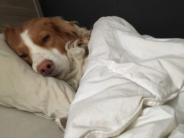 My Dog Takes My Girlfriend's Spot When She Leaves For Work. This Is What I Woke Up To Today