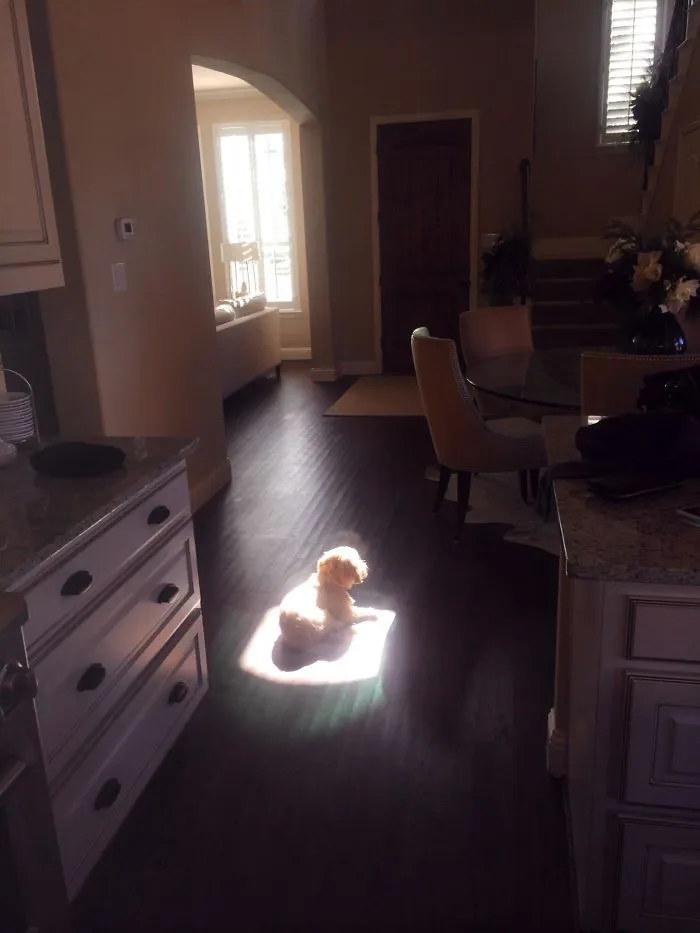 Woke Up To Find My Dog Like This