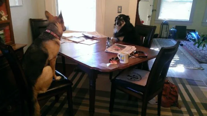 My Friend Woke Up And Went Into Her Dining Room To This