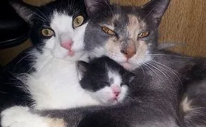 50 Of The Funniest I Woke Up To This" Moments That Have Ever Happened To Pet Owners"