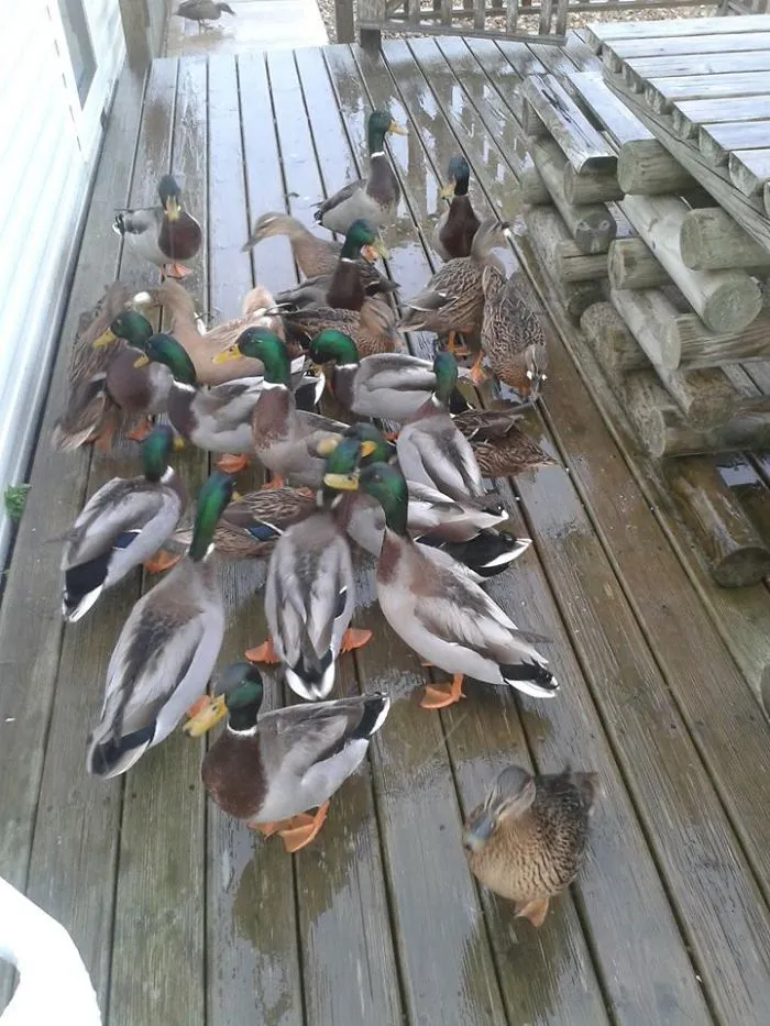 Ayer Alimenté A Dos Patos En El Porche Y Hoy Me Levanté Con Esto