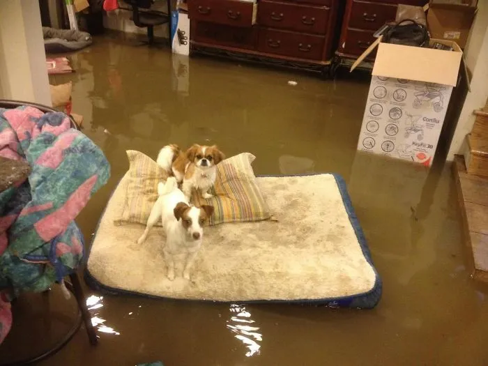 El Sótano De Mi Amiga Se Inundó Durante La Noche Y Se Levantó Con Este Panorama