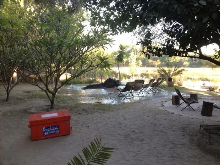 My Aunt And Uncle Own A Backpackers/Bar In Africa, And Woke Up Today To Find This Visitor In The Pool