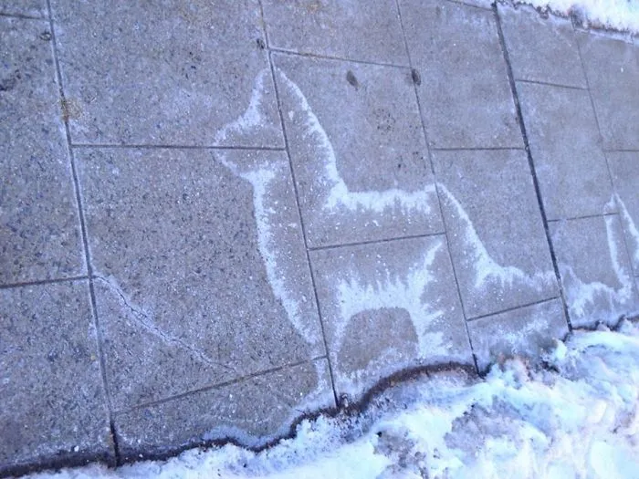 The Ice Pattern Outside Of My House Looks Like A Wolf Spirit