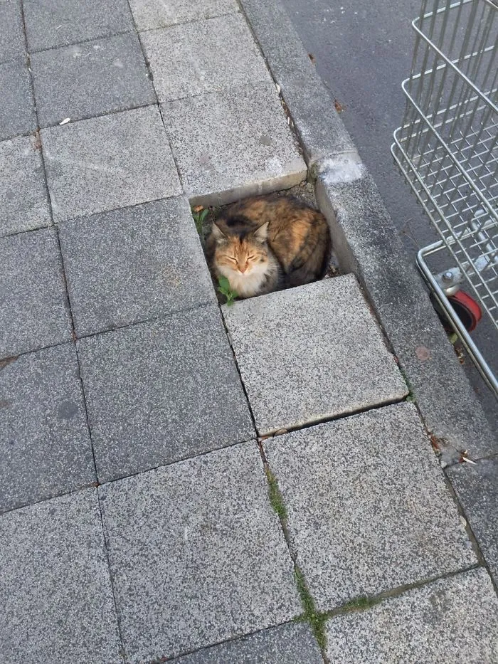 If I Fits, I Sits