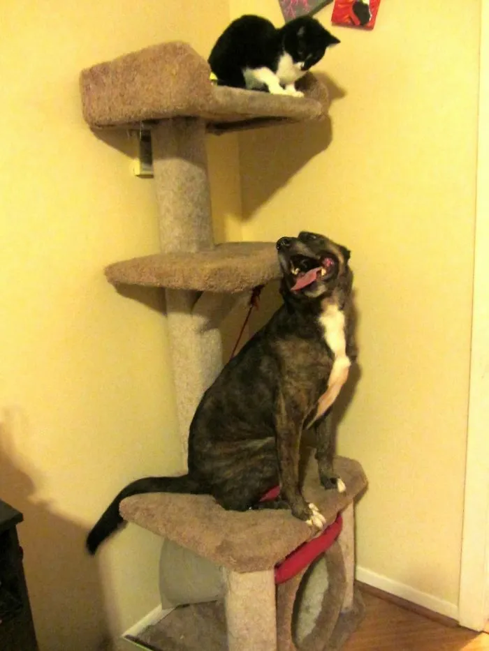 My Dog Thinks She's A Cat