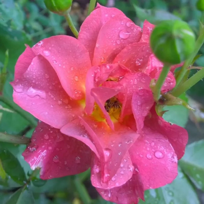 Flower Photos I Took Over The Last Years