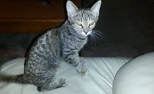 Man Finds Abandoned Cat In A Cardboard Box On The Side Of The Road And 3 Years Later They're Still Best Friends