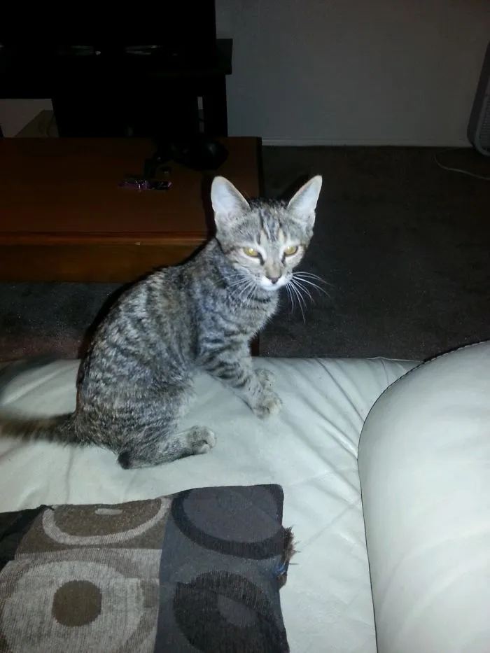 Man Finds Abandoned Cat In A Cardboard Box On The Side Of The Road And 3 Years Later They're Still Best Friends