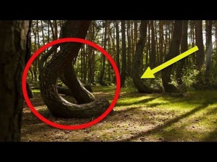 Poland’s Mysterious ‘Crooked Forest’ Is One Of Nature’s Great Mysteries
