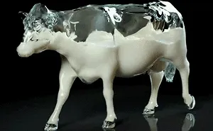 Cow - Milk