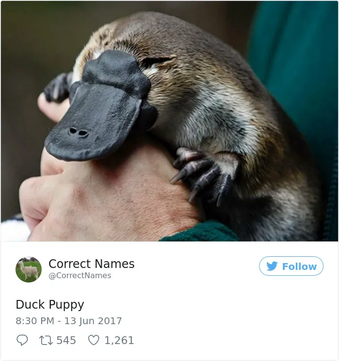This Twitter Account Is Renaming Everyday Objects And They're More Accurate Than The Real Ones