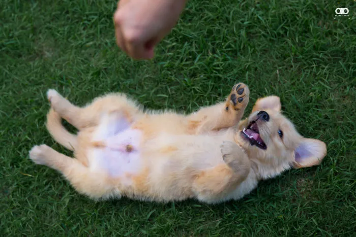 I Want Belly Rubs....all The Time...everywhere!!