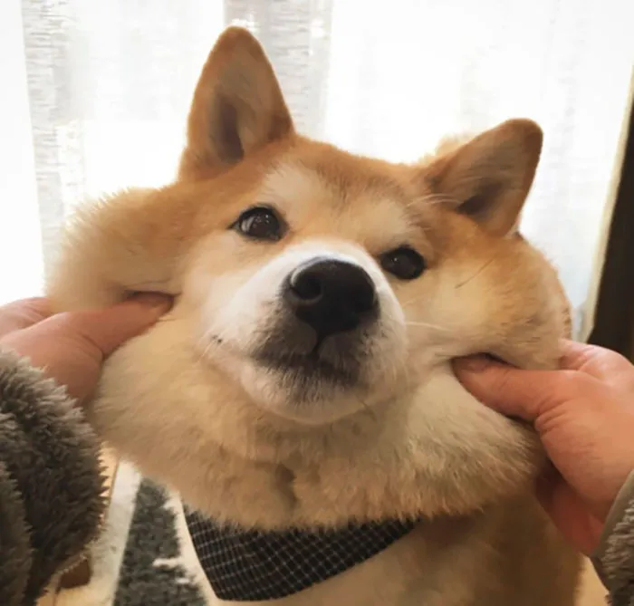 10+ Perros con mofletes blanditos que necesitas pellizcar