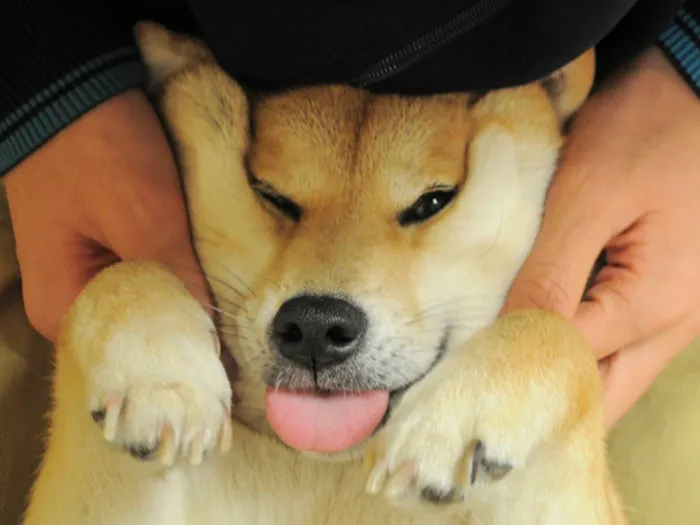 10+ Perros con mofletes blanditos que necesitas pellizcar