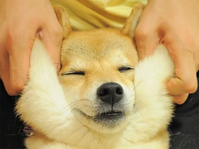 10+ Perros con mofletes blanditos que necesitas pellizcar