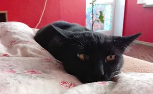 My Cat Moka