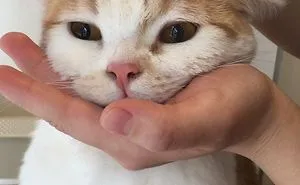 Dddd