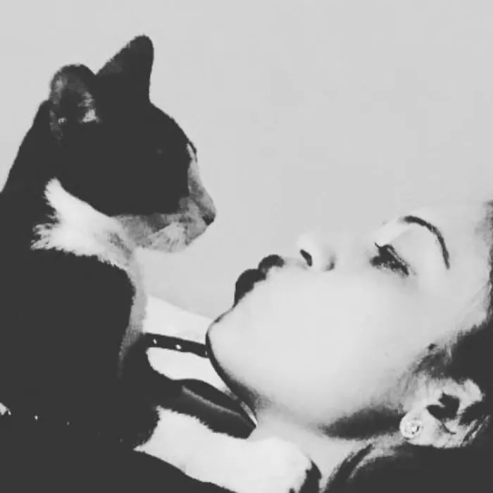 From Pet-O-Phobia To Cat-O-Philia