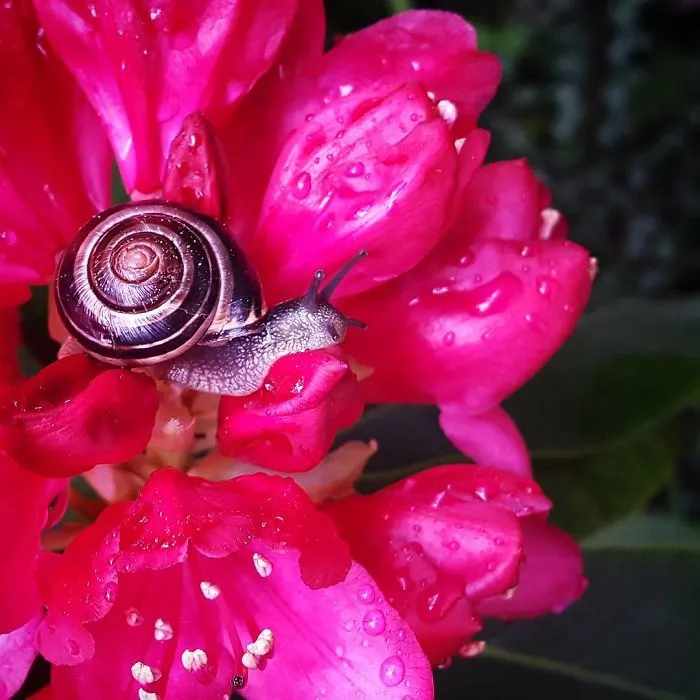 I Capture The Tiny Adventures Of Overlooked Snails In Stockholm