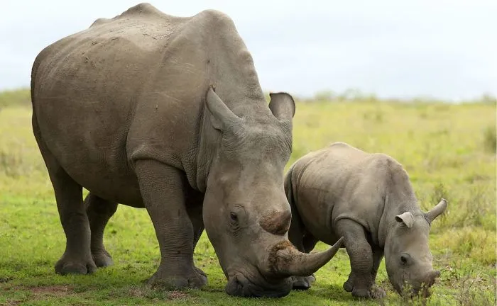 This Cute Baby Rhino Needs Your Help
