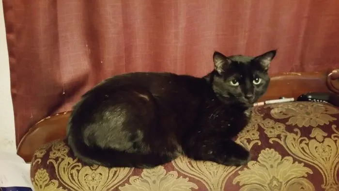 Kitty