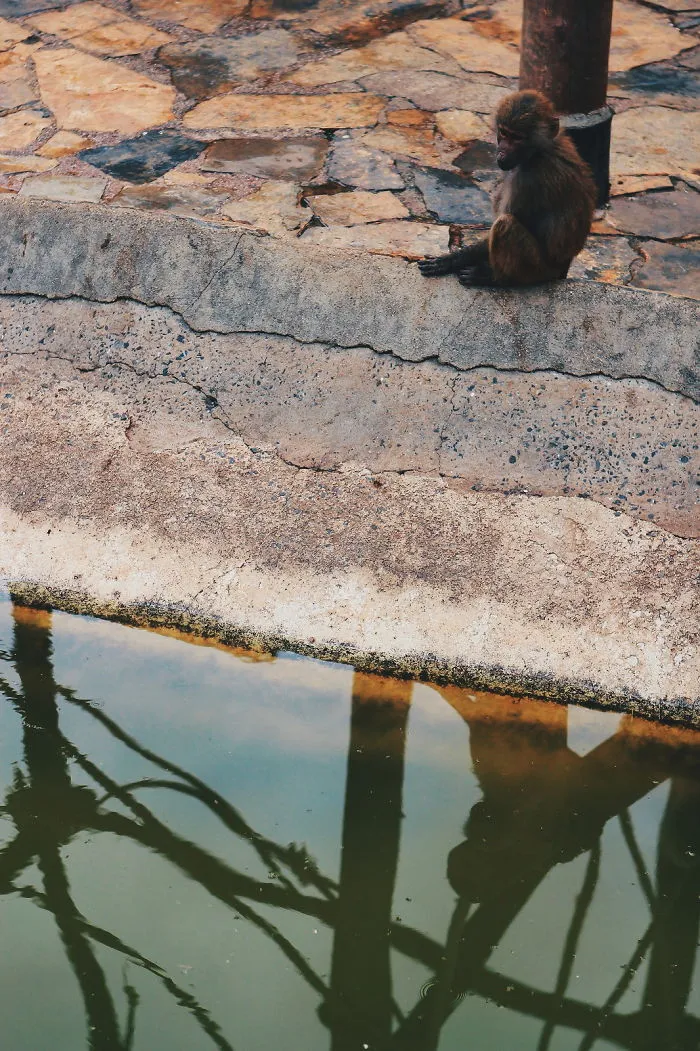 I Made This Project To Show That The Zoos Are Prison