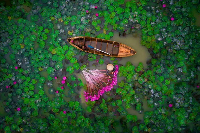 Waterlily, Vietnam (People - 2nd Place)
