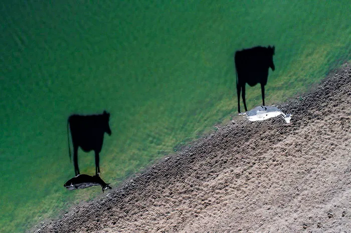 Two Moo, South Africa (Creativity - Finalist) 