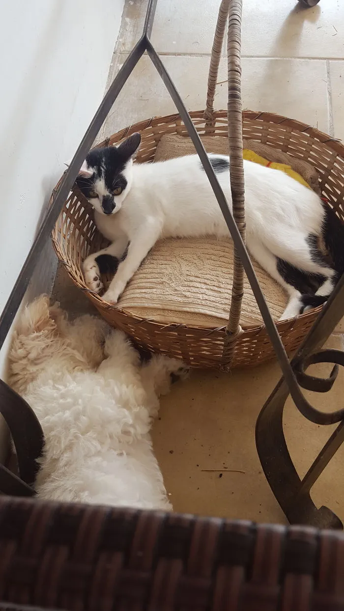 My Cat Stole De Dog's Bed