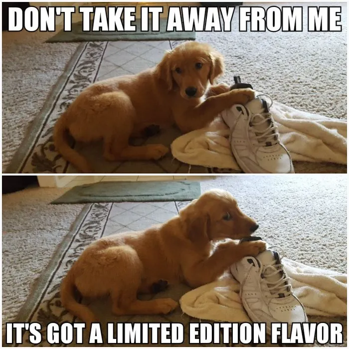 I Took Photos Of My 4-Month-Old Puppy & Added Captions To Them Of Her Thoughts