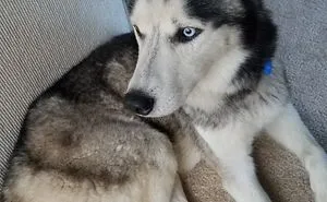 Fostering For A Better Tomorrow
