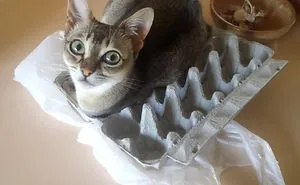 If It Fits, I Sits: Post Your Photos Of Cats Fitting Into The Tightest Spaces