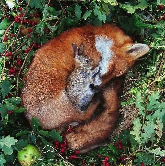 Bored, (That's Why I'm Here) Let's Start The Day Off By Looking At Some Unlikely Animal Friendships!