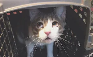 What You Should Expect When You Bring A Cat Home