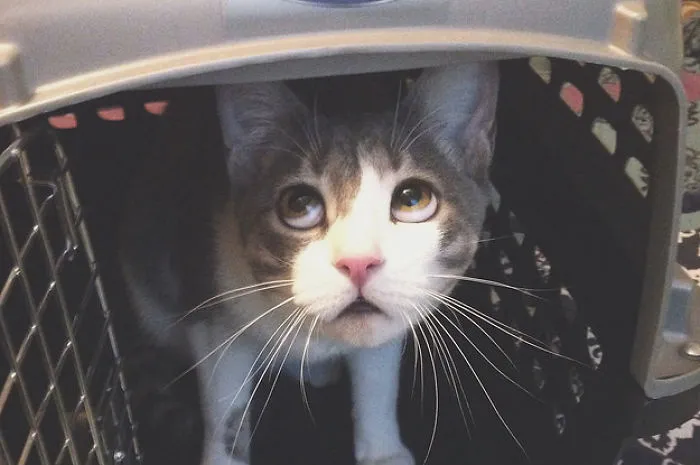 What You Should Expect When You Bring A Cat Home