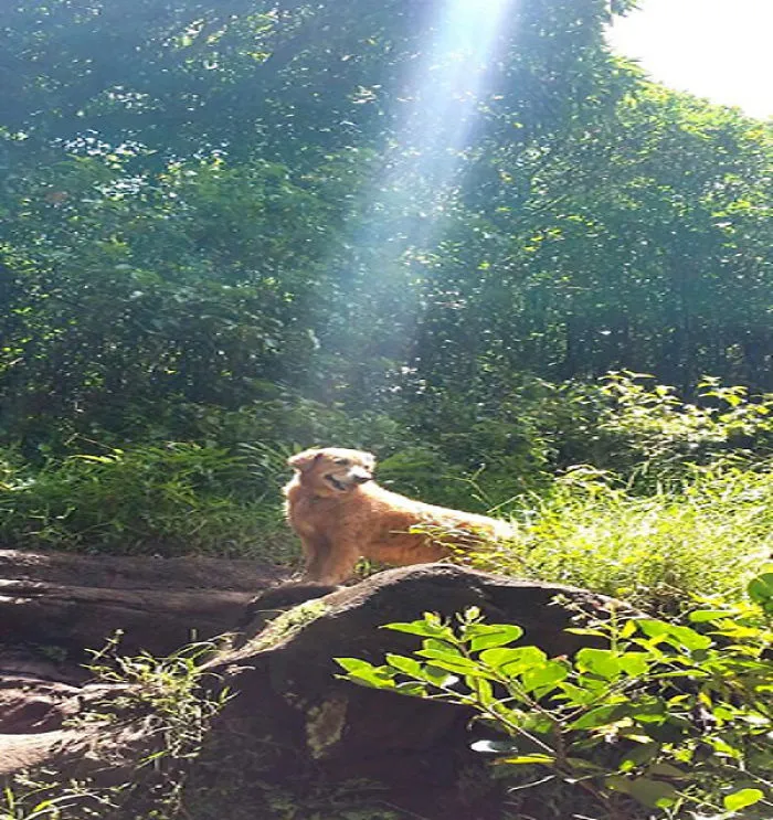 And Then God Said: "Who's A Good Boy?"