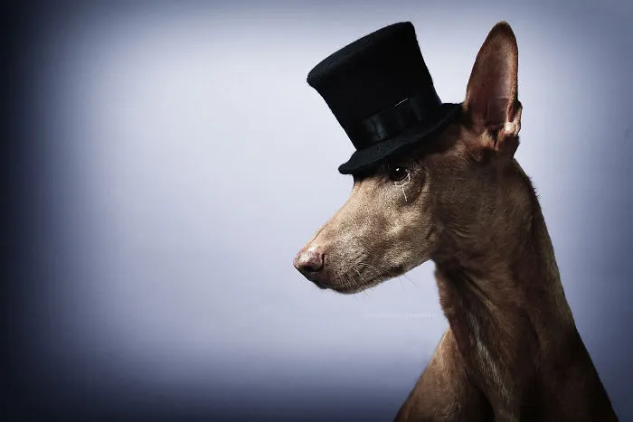 I Found A Way To Honor My Pharaoh Hound And The Joy He Gives Us Through Images Will Make You Smile!