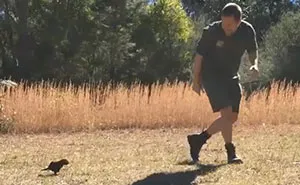 Baby Tasmanian Devil Is So In Love With His Human It Follows Him Everywhere He Goes