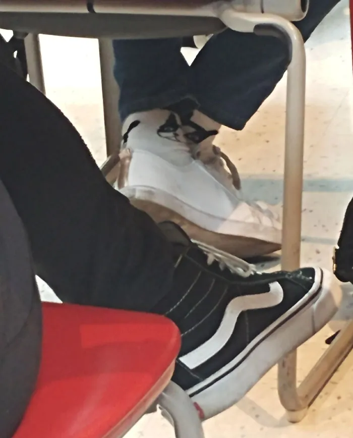 Perro en los calcetines