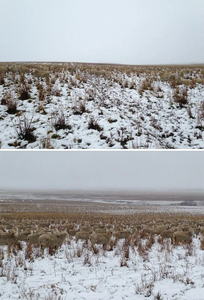 Sheep: Masters Of Camouflage