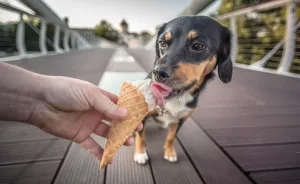 We Love Ice Cream