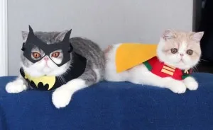 I Make Costumes For My Cats