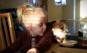 Clever Dog Uses Distraction Tactics To Steal Food