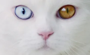 Tihon: Very Special Cat With Odd Eyes