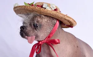 My Unusual Looking Dog Is My Favorite Photo Subject