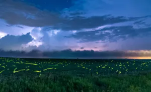 Lightning And Fireflies Time Lapse