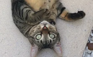 Meet My Beautifully Unphotogenic Cats