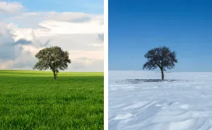 Lonely Tree And The Seasons Passing By